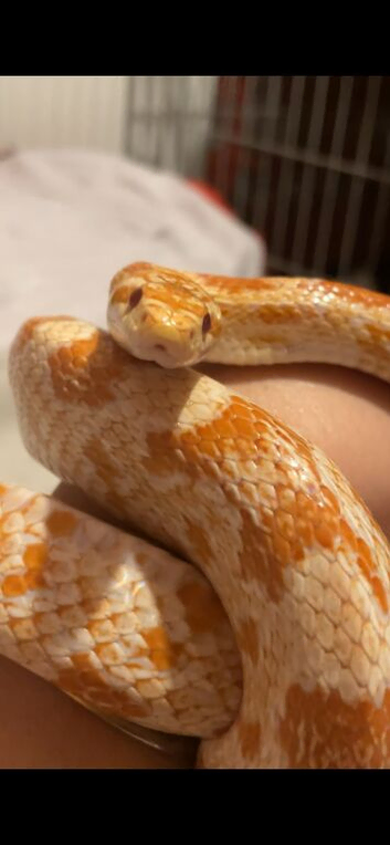 Female 7 year old corn snake with set up.