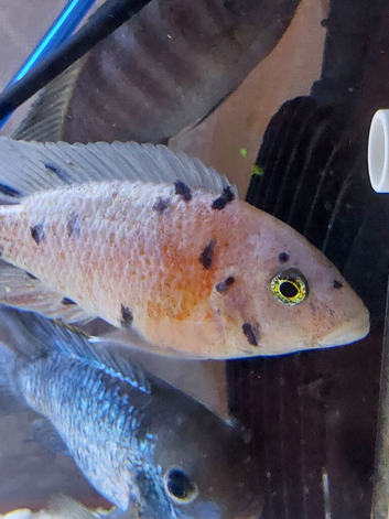 Selection of adult cichlids