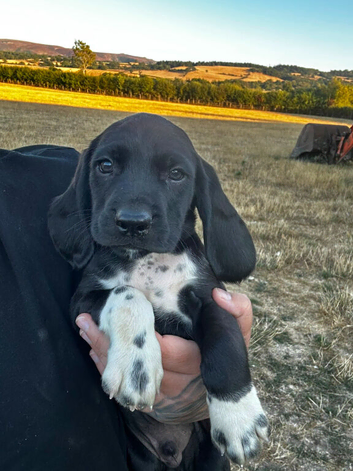 Bavarian mountain hound cross english springer spaniel