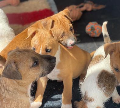English Bull Terrier X Jack Russell Terrier Pups