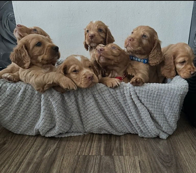 Working Cocker Spaniel Intelligent Energetic Puppies