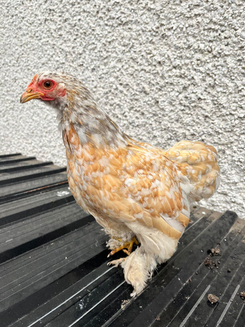 Sablepoot Chickens