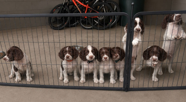 English Springer Spaniels