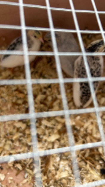 Button quail