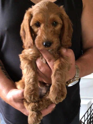 Handsome f2 cockapoo boys