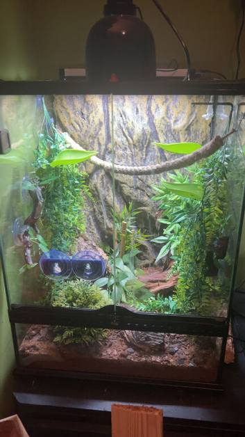 3 Laying Mourning Geckos