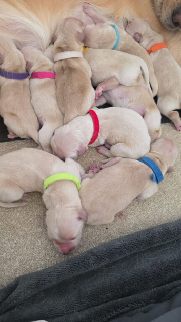 Beautiful Golden puppies