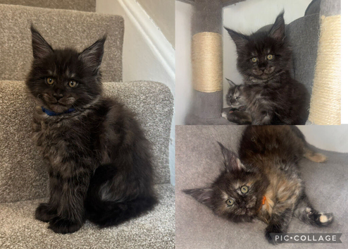 We have a stunning litter of 7 Maine Coon kittens available to reserve &ndash; 4 girls & 3 boys, currently 4 weeks old.