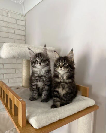 Beautiful Maine Coon kittens