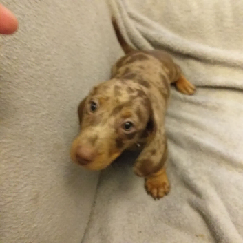 3 miniature dachshund puppies