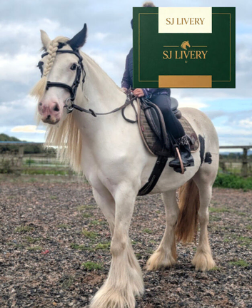 Loveable 14hh Allrounder Cob