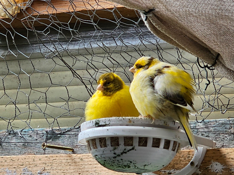 Budgies