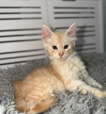 Stunning TICA Maine Coon Kittens Active & Non Active