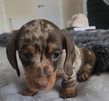 blue eyes dapper dachshund