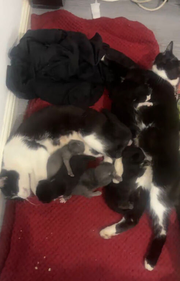 Adorable kittens for sale