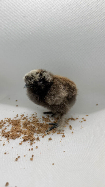 Day old silkie chicks