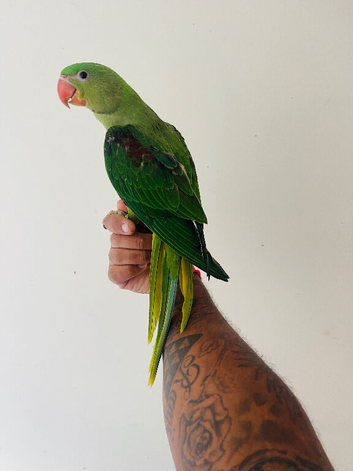 Hand reared alexandrine for sale