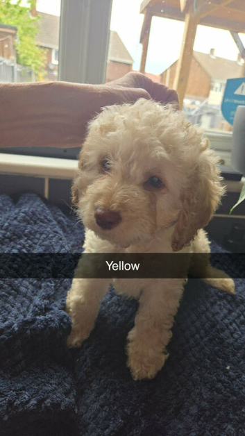 cockapoo puppies