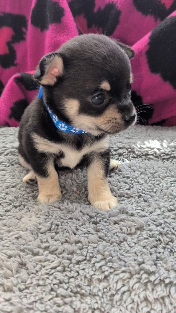 Chihuahua Puppies looking for forever homes