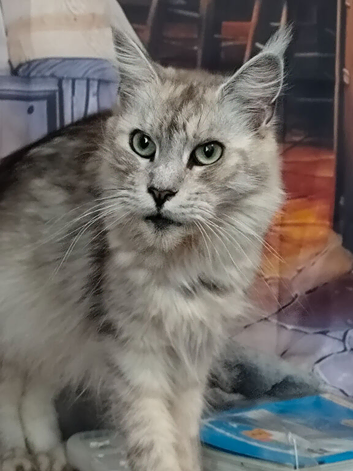 Re-home Mince coon.