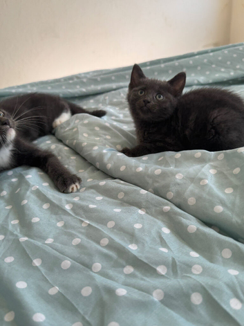 2 kittens