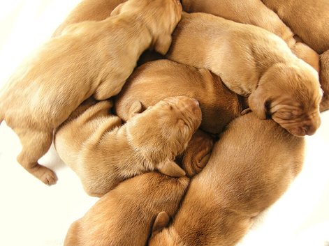 HUNGARIAN VIZSLA PUPS FOR SALE (KC REG PEDIGREE ) HOME-REARED SCOTLAND