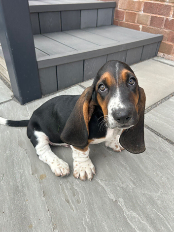 Basset hound