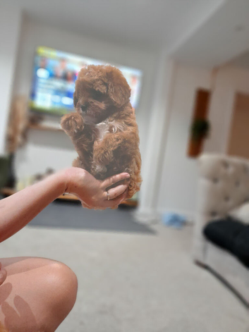 F1  toy cavapoo ready now