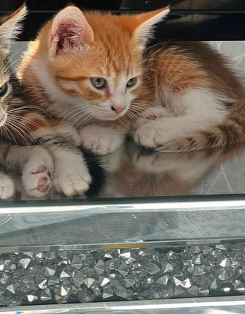 Beautiful kittens