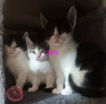 Gorgeous kittens ready for new forever loving homes
