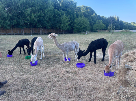 3 Female Alpacas