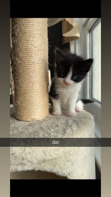 Black and white kittens for sale