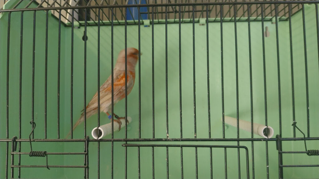 Red mosaic greywing male