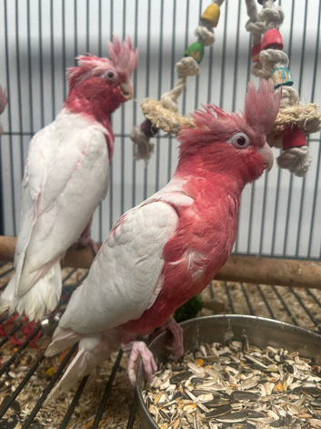 Hand Reared Stunning Baby Galah Cockatoos