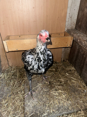 Game Birds 2 Breeding female top quality birds