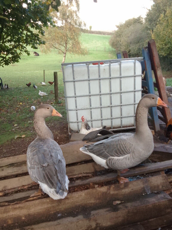 Geese from this year's hatch