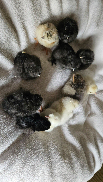 Silkie, polish and polkie chicks