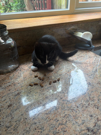 Kitten