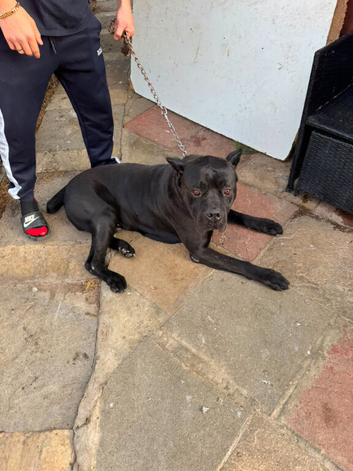 Pair of beautiful italian cane corso mastiff