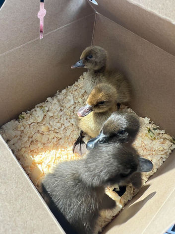 3 day old muscovy ducklings pairs only lincolnshire
