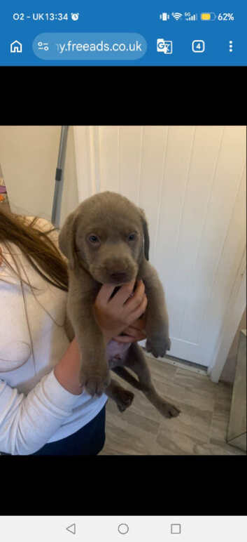 Silver Labrador puppies ready for new homes