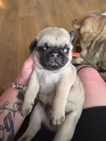 1 male pug puppy for sale