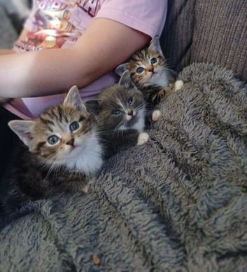 Pretty cross kittens