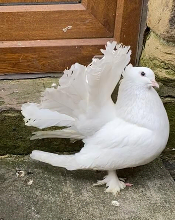White Indian fantail pigeons