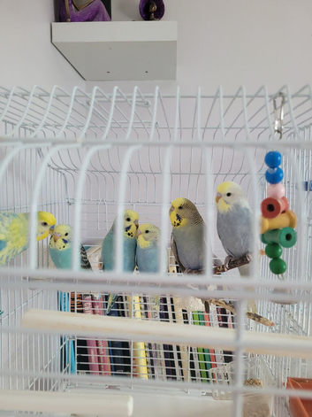 Baby budgies for sale