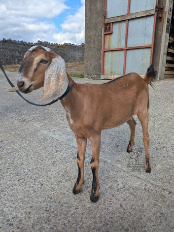 Pedigree Anglo nubian female kid