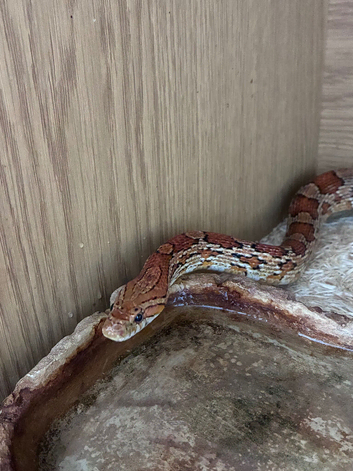 Cornsnake