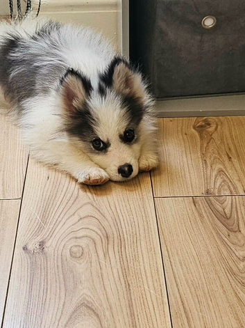 STUNNING POMSKY BOY - READY NOW Hernebay Kent