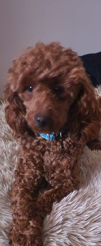 Miniature poodle at stud