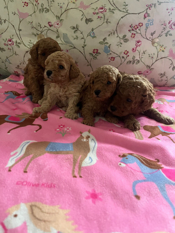 Kc registered toy poodles ready now !!!!